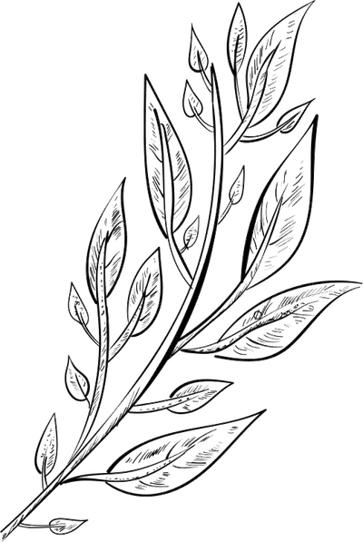 black and white drawing of leaves