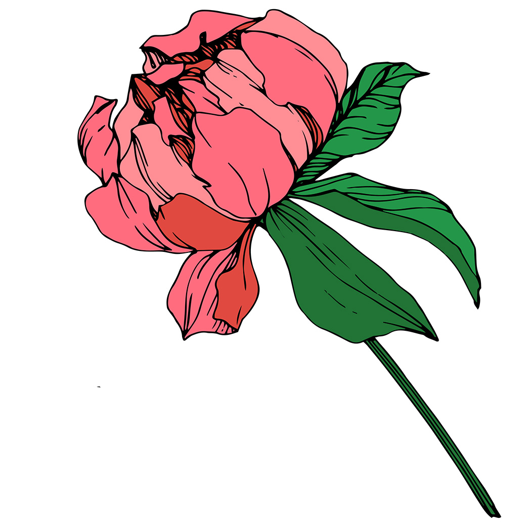 drawn pink peony