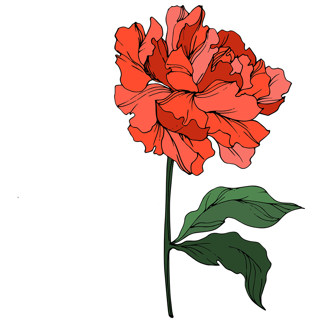 drawn red peony